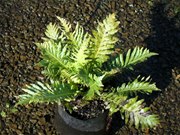 Blechnum Gibbum Silver Lady