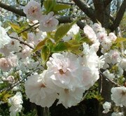 Prunus Serrulata Shirotae - Mt Fuji - Trees & More Ltd