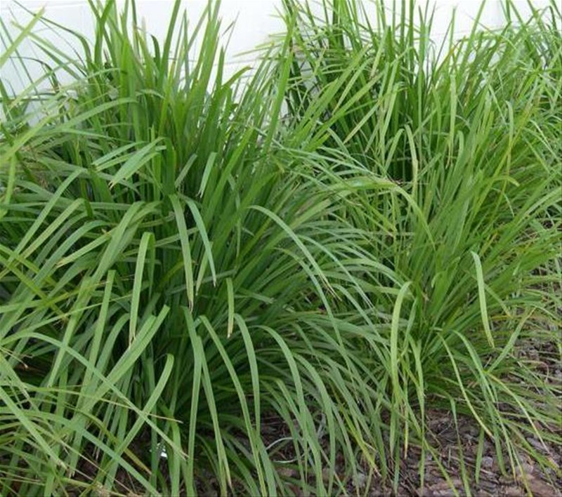 Lomandra Longifolia - Trees & More Ltd